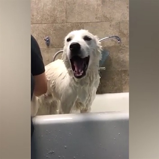 Banyoda şarkı söyleyen köpek hayrete düşürdü