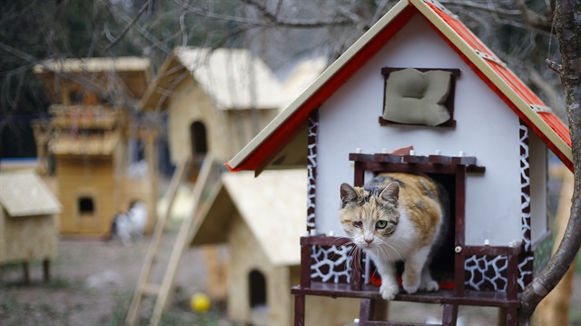 Feline moving day: Cat village to open in NW Turkey