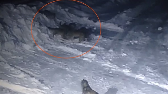 Yavru kangal köpeği, kurtların saldırısı sonrası telef oldu.