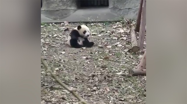 Oyuncağı alınan panda kendini yerlere atıyor