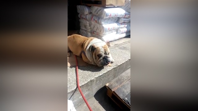 Asabi köpeğe şaka yapan adamın acı sonu kamerada!