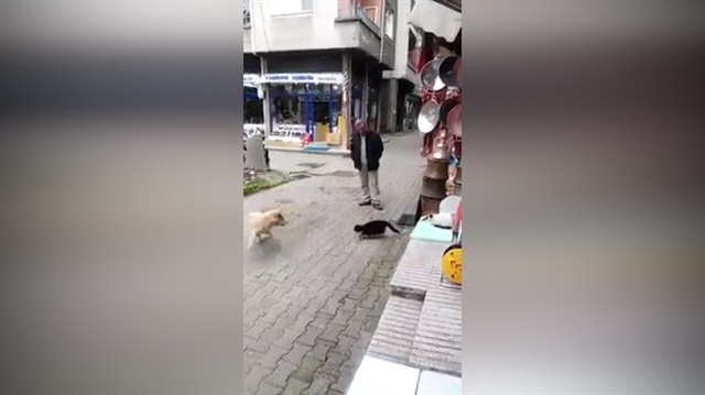 Karadeniz kedisi böyle olur!