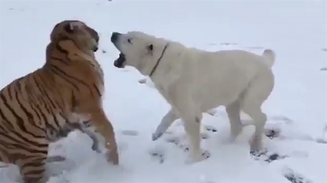 Türkmen çoban köpeği kaplana karşı!