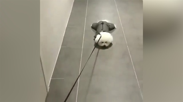Direnme işini zirveye çıkaran sevimli köpek