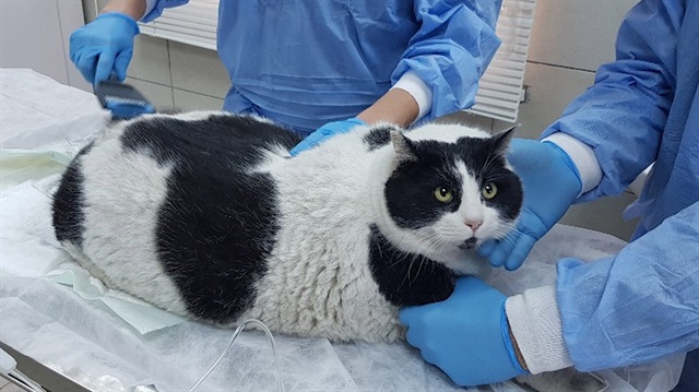 Obez kedi yediklerinden zehirlendi