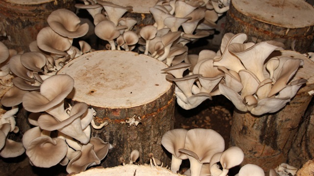 Kış için hasat mantarları. İşleme Yolları Kış için hasat mantarları. İşleme Yolları