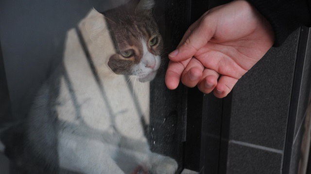 Dükkanda kilitli kalan kedi Yalova’yı ayağa kaldırdı