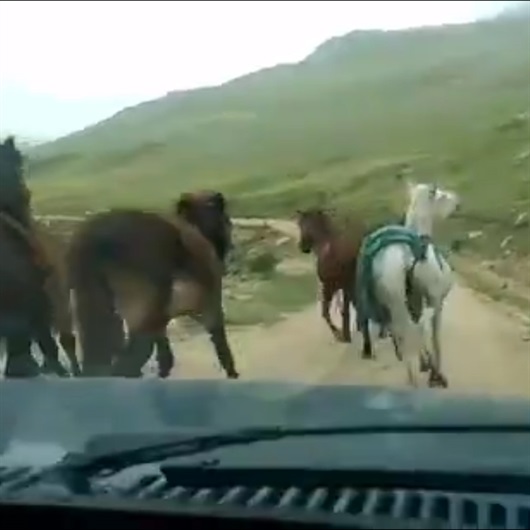 Çifteyle arabayı haşat eden at