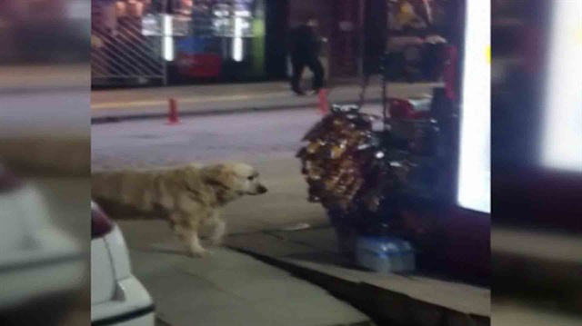 Cips tutkunu köpek bakkaldan cipsi böyle aşırdı