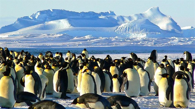 Yeni keşfin, Antartika’daki Adelie penguen sürüleri arasındaki en büyük sürü olduğu kaydedildi.