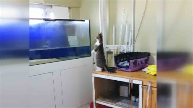 Sineği yakalamak isteyen kedi akvaryuma uçtu