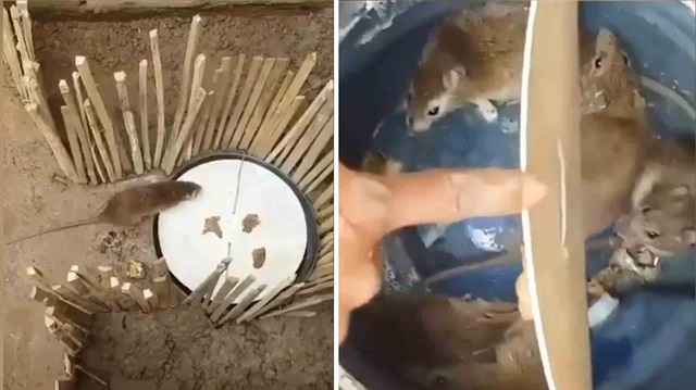 Yakaladığı farelere Karadeniz şivesiyle dublaj yapan adam kırdı geçirdi
