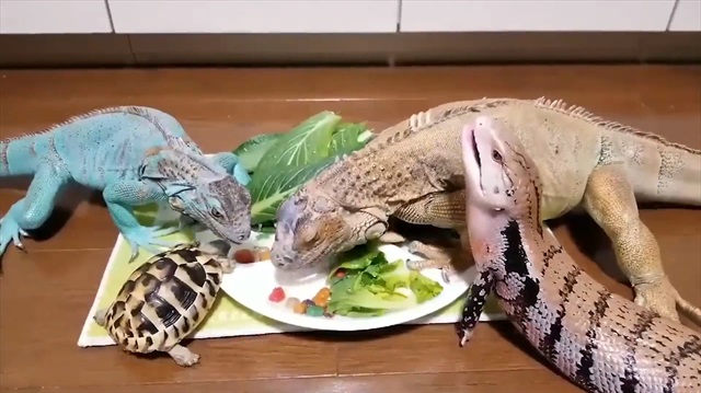 Kafasına basılan sürüngenin tribi kahkahaya boğdu
