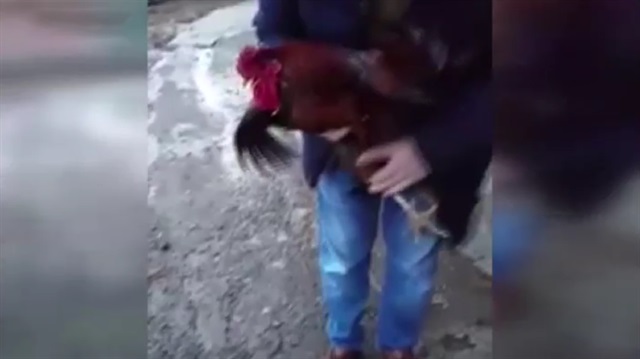 Uyanık horoz kesilmekten böyle kurtuldu