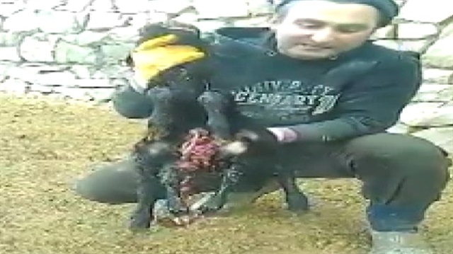 Altı ayaklı, iki dilli kuzu görenleri şaşkına çeviriyor