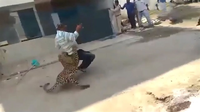 Leopar'ın saldırdığı adam ölümden döndü!