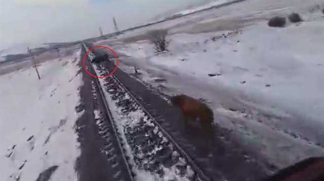Raylara giren ineğe tren çarptı