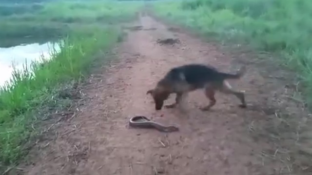 Elektrikli yılan balığını ısıran köpeğe bakın ne oldu