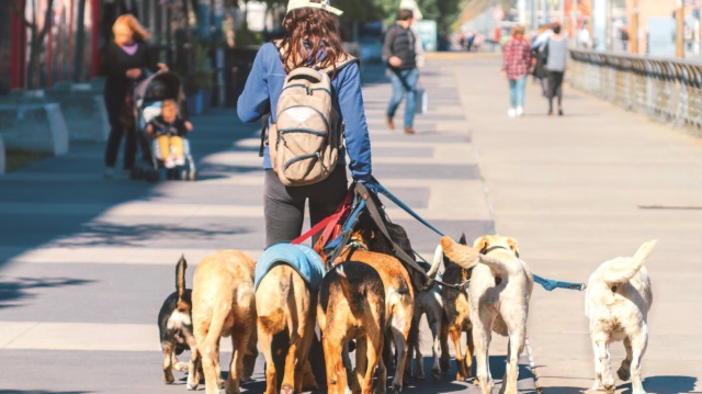 Sermayesiz, kasmadan ve kazançlı iş; köpek gezdiricilik.