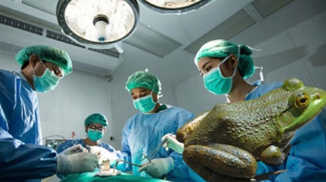 Romatizmal ağrıları olan kadın, kurtulmak için 3 çiğ kurbağa yedi.