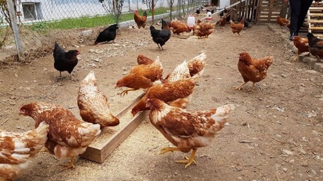 Tavukların yetiştiriciliği: lezzetli, karlı, yararlı Tavukların yetiştiriciliği: lezzetli, karlı, yararlı