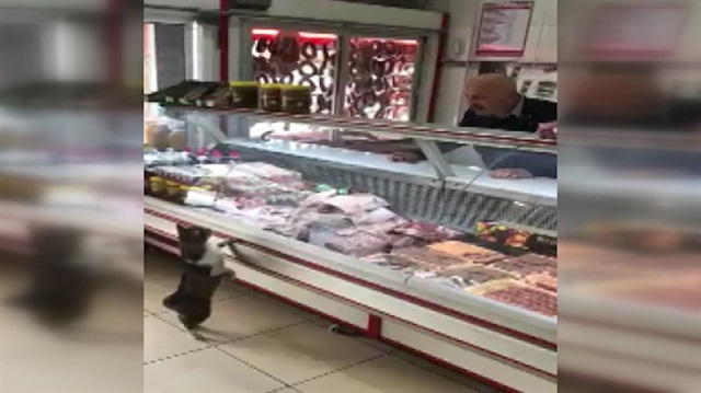 Kasap ile kedinin ilginç diyaloğu kamerada
