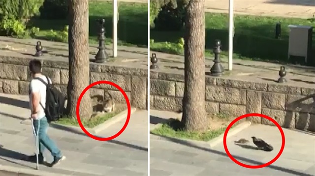 Kahraman farenin, kedi ve kargayla mücadelesi kamerada