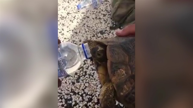 Susuz kalan kaplumbağayla suyunu paylaşan Mehmetçik