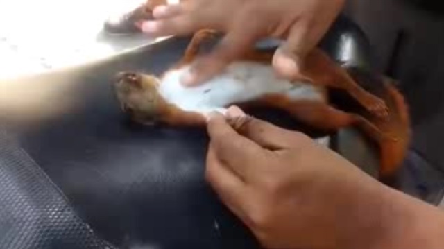 Kalbi duran sincabı hayata böyle döndürdüler