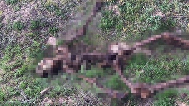 Uşak’ta kırsal alanda büyük bölümü vahşi hayvanlar tarafından yenilmiş bir erkek cesedi bulundu.