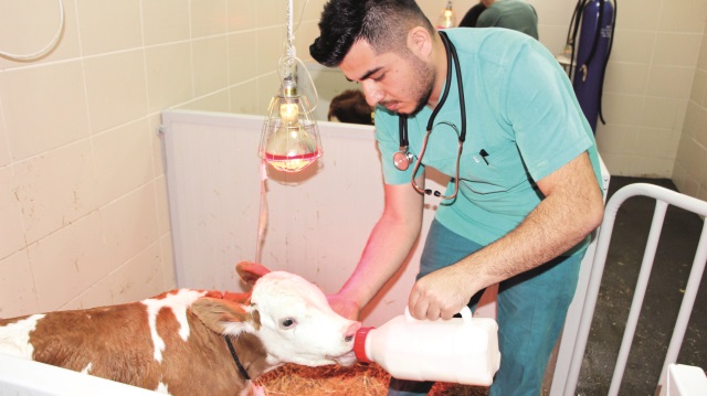 OMÜ Hayvan Hastanesi, 7/24 acil servis hizmeti ile buzağı kayıplarını yüzde 80 oranında engelliyor.