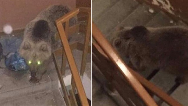 Bina'daki çöpleri karıştıran ayılar karınlarını doyurduktan sonra ormana gerdi döndü.