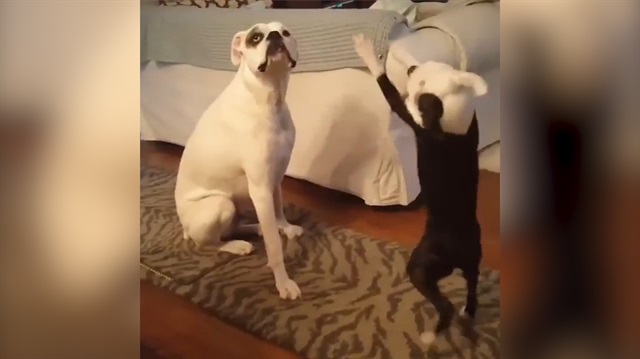 Yavru köpeğin sevimli halleri sosyal medyayı salladı