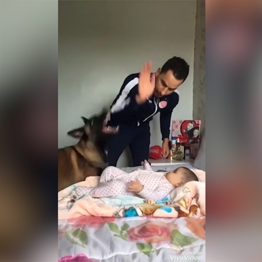 Alman çoban köpeğinin koruma içgüdüsüne hayran kalacaksınız