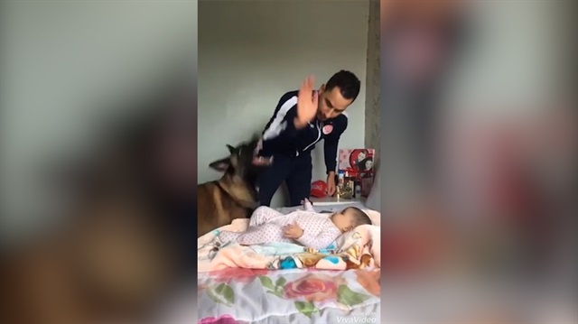 Alman çoban köpeğinin koruma içgüdüsüne hayran kalacaksınız