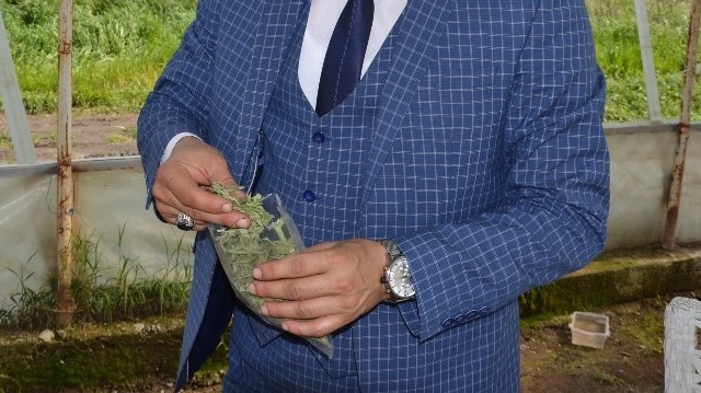 Stevia (şeker otu)