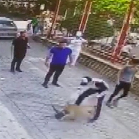 Pitbull sokak kedisini paramparça etti!