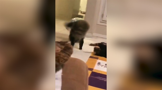 Parende atan kedi sosyal medyayı salladı