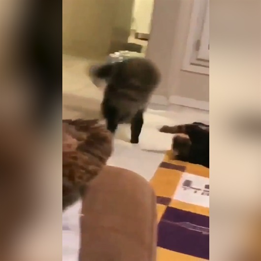 Parende atan kedi sosyal medyayı salladı