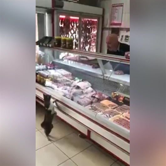 Kasapla kedinin güldüren et diyaloğu