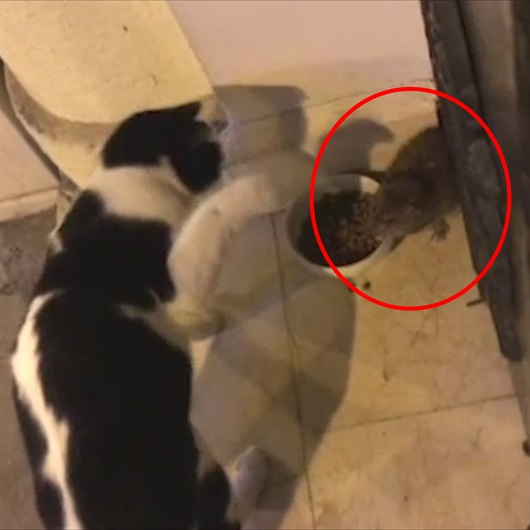 Kedinin mamasına çöken fare kahkahaya boğuyor