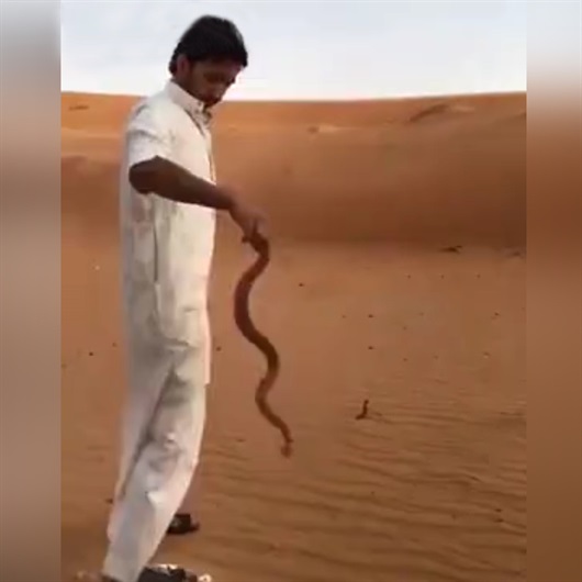 Yılanı tek hamlede felç edip böyle öldürdü!