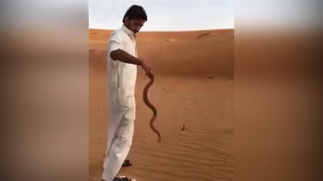 Yılanı tek hamlede felç edip böyle öldürdü!