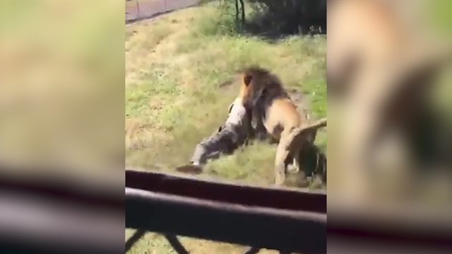 Dehşet görüntüler: Vahşi aslan adamı parçaladı!