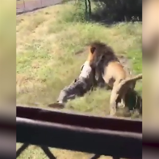 Dehşet görüntüler: Vahşi aslan adamı parçaladı!