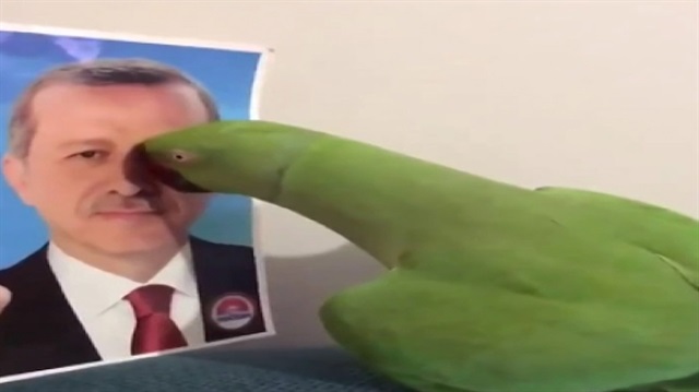 Cumhurbaşkanı Erdoğan'ı tanıyan papağan fenomen oldu