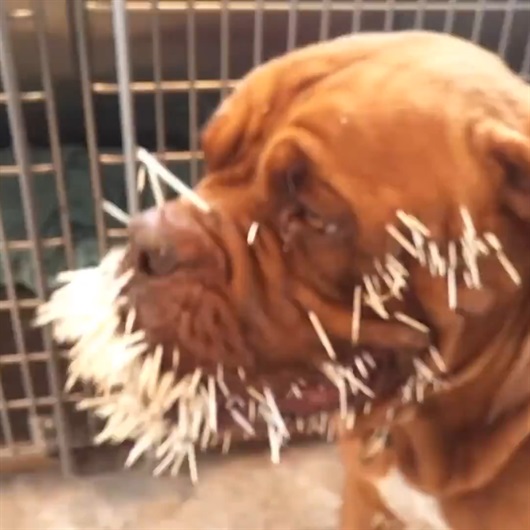 Kirpi, köpeği bakın ne hale getirdi