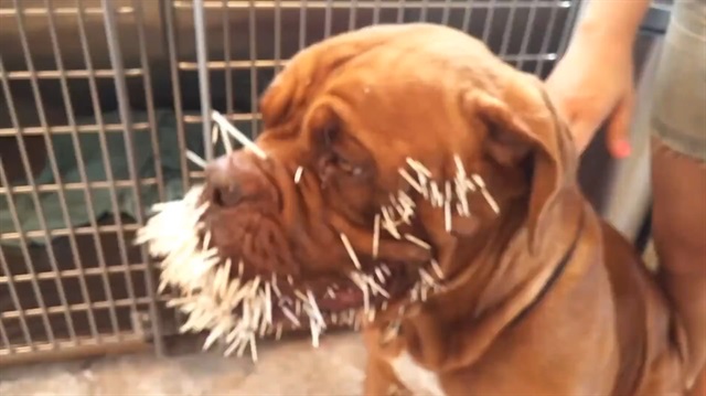Kirpi, köpeği bakın ne hale getirdi