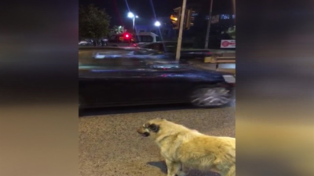 Köpekten kırmızı ışık dersi