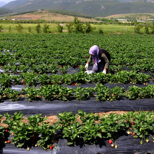 Ev hanımıydı çilek üreticisi oldu